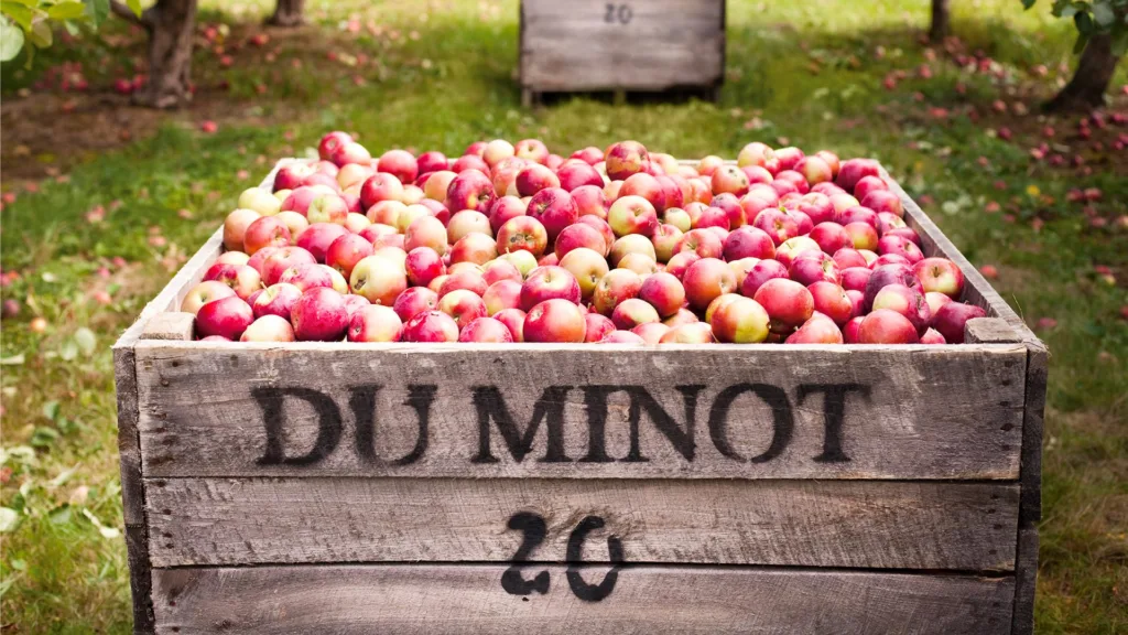Caisse de bois marquée « Du Minot » remplie de pommes rouges, dans le verger